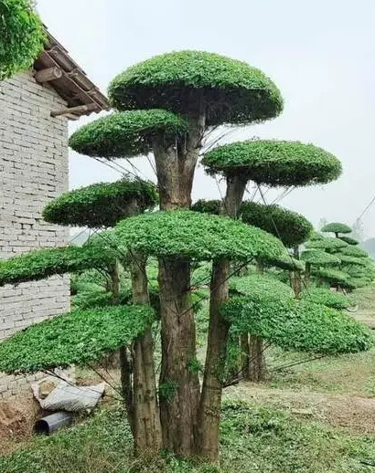 对节白蜡为什么是盆景之王？