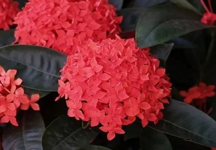 龙船花为什么不吉利？