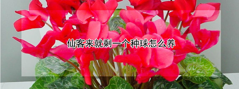 仙客来只剩下种球了怎么办？