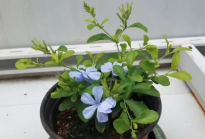 蓝雪花夏天可以扦插吗？