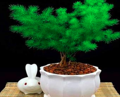 蓬莱松新枝条太高怎么修剪？