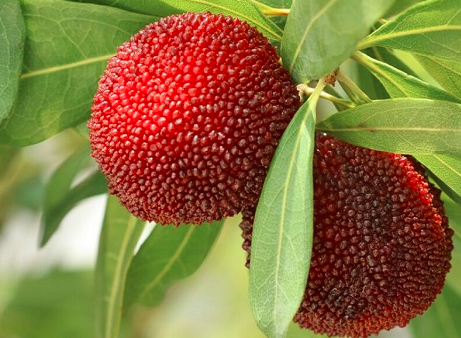 杨梅树在什么时候开花？