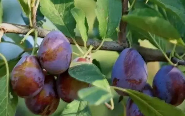 西梅的种植方法和技术有什么？