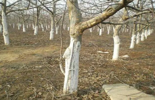 什么果树不能涂石灰水？