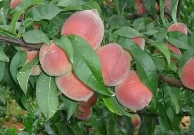 桃树里面有虫怎么办？