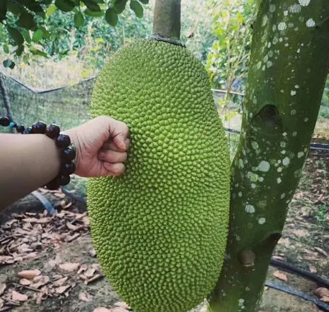 菠萝蜜在山东能种活吗？