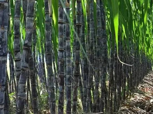 甘蔗的生长温度是多少？