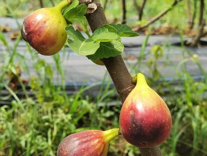 家种无花果为什么不吉利？