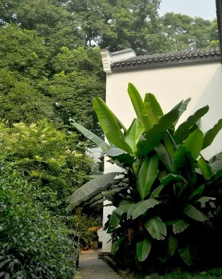 芭蕉是什么季节水果？