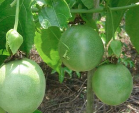 夏天百香果要每天浇水吗？
