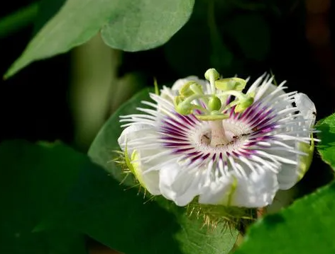 西番莲和百香果花的区别在哪？