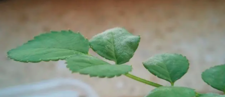 月季花起白毛怎么回事？