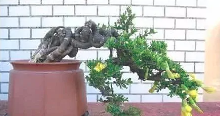 金雀花盆景的修剪方法是什么？