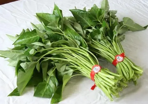 空心菜嫁接多久发芽出苗？