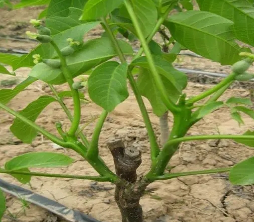 核桃树枝是怎么生根的？