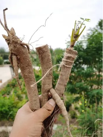 牡丹能嫁接到什么树上？