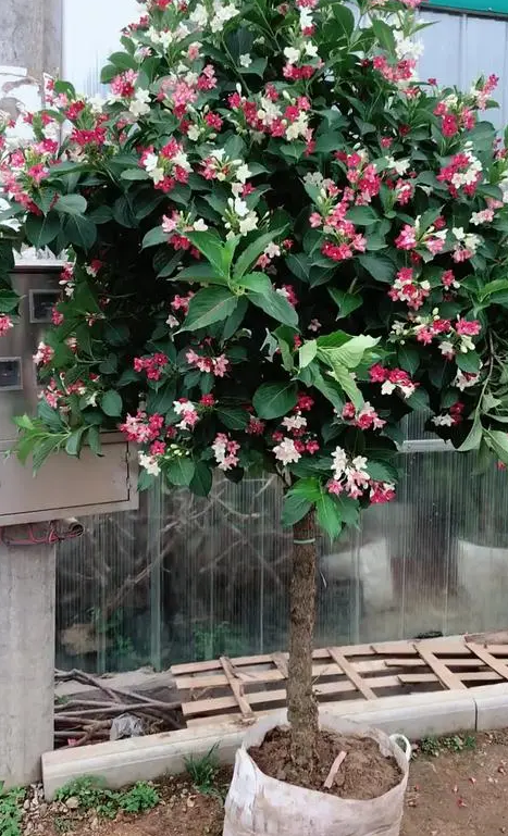 五彩锦带可以种植在庭院吗？