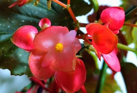家里养大叶海棠花好不好？