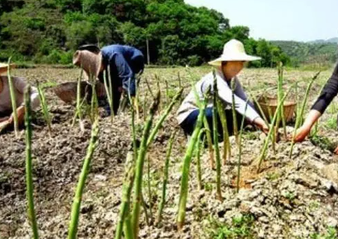 长高的芦笋苗怎么固定？