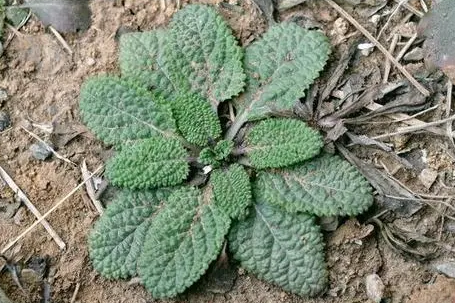 癞蛤蟆草能泡水喝吗？