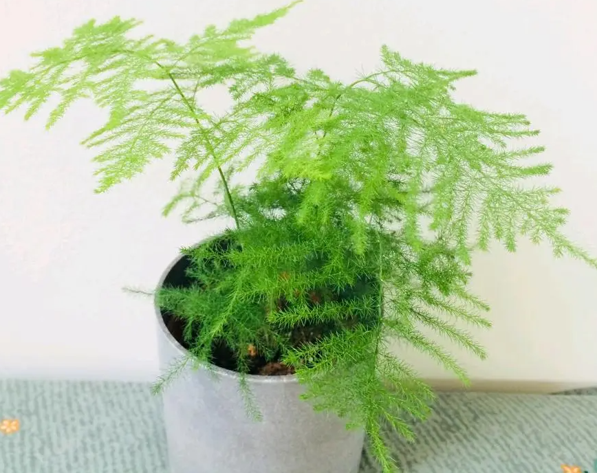 云竹好养活吗？怎么养活？