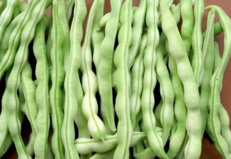四季豆种子种下多久能发芽？