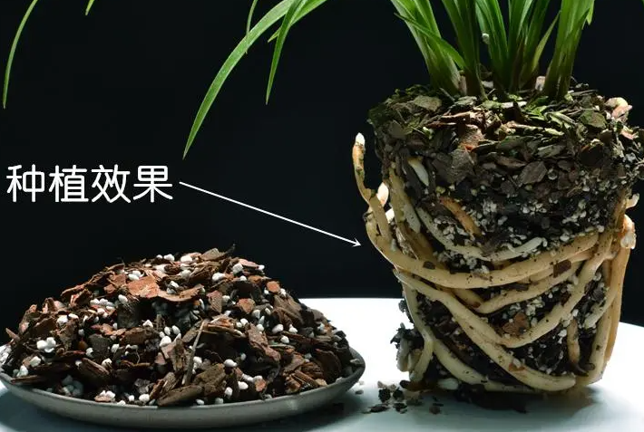 兰花用松树皮能种活吗？