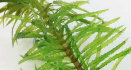 蜈蚣草剪断后插水里能活吗？