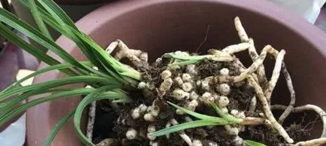 兰花无根还可以怎么救活？