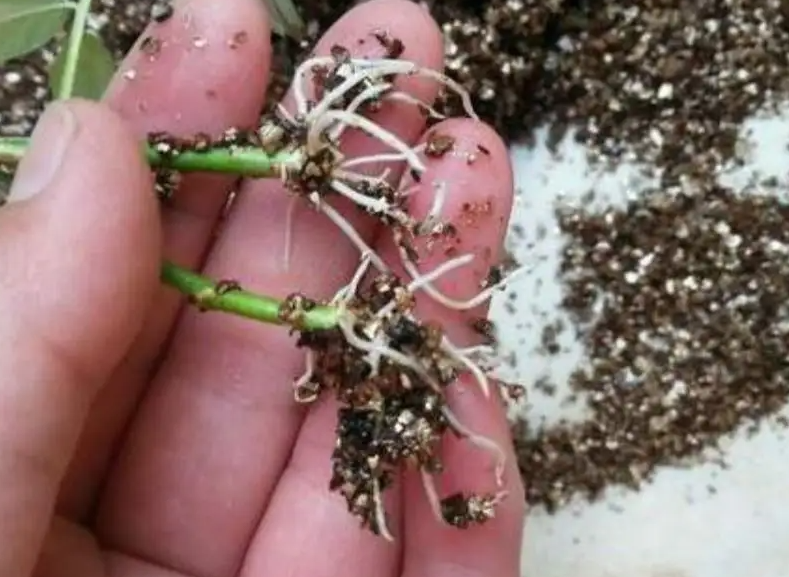 生根粉可以经常用吗？
