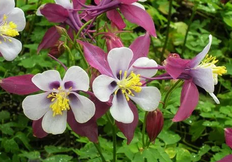 耧斗菜花有毒吗？