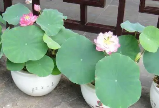碗莲藕根的种植方法和时间是什么？