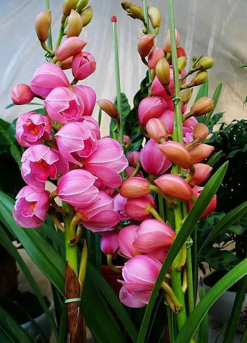 大花蕙兰几年开一次花？
