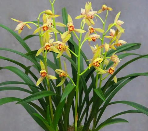 四季兰花怎么养才能长期开花旺盛？