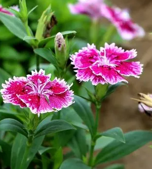 石竹花怎样种植容易出来？