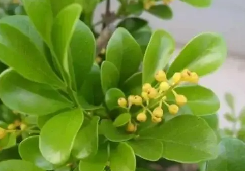 米兰花黄叶掉叶子怎么挽救？
