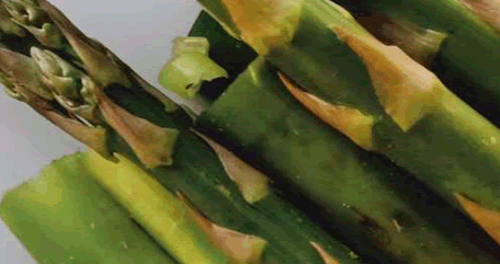 芦笋种植多少年才能收芦笋？