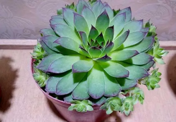 观音莲的小侧芽要剪掉吗？