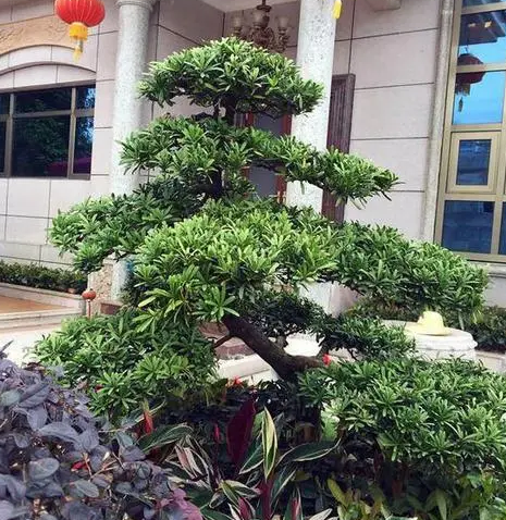 大门前种什么盆景树好？