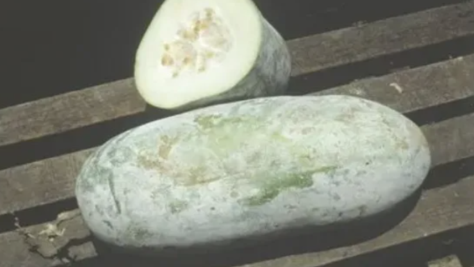 冬瓜十月份还会生长吗？