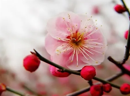 梅花什么时候修剪枝条好？