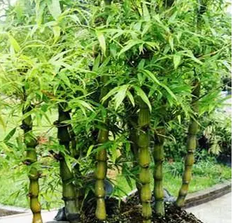佛肚竹水培好还是土栽好？