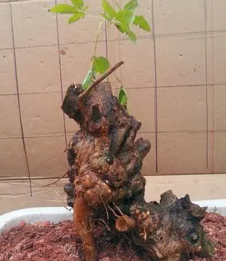 黄荆生桩可以怎么养呢？