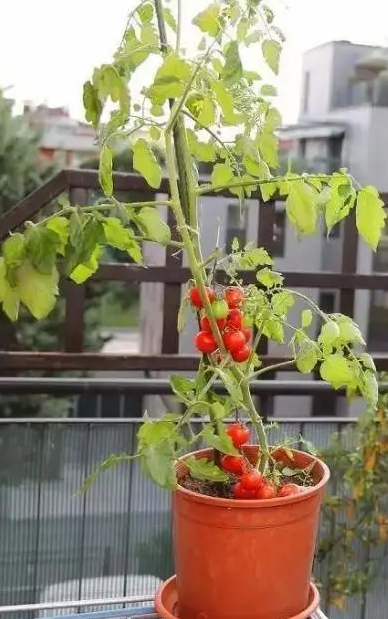 盆栽小西红柿可以怎么剪枝?