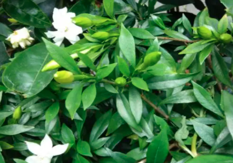 栀子花苞不开是怎么回事？