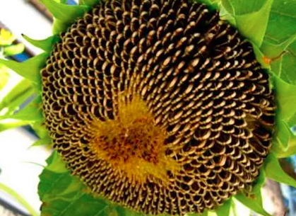 葵花籽什么时候种植呢？