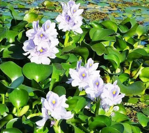 水葫芦属于陆生生物吗？