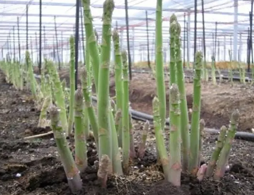 芦笋苗的种植方法是什么？