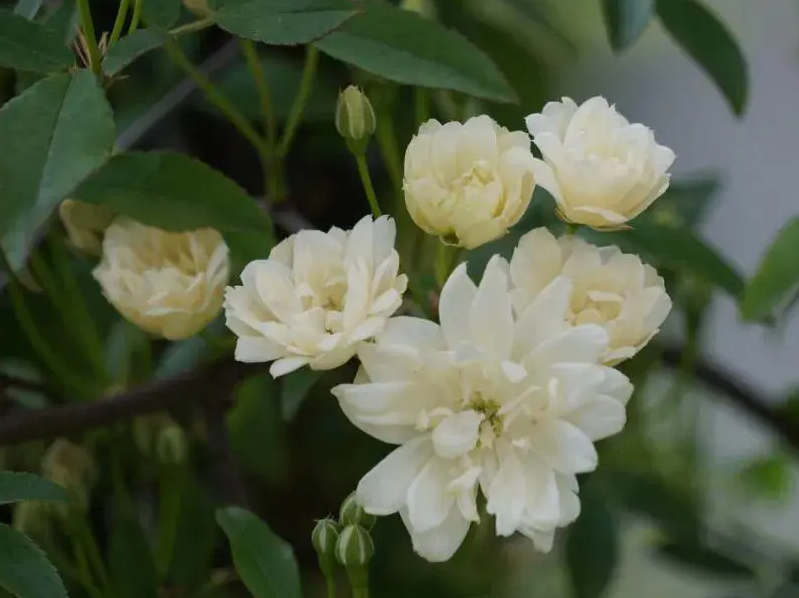 木香花为什么不长了呢？