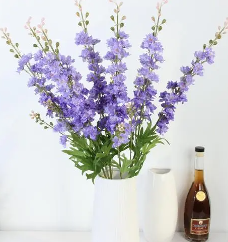 大飞燕鲜花是怎么养的？